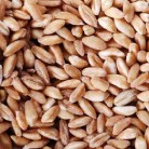 Vita-Spelt Kernels (1x25LB )